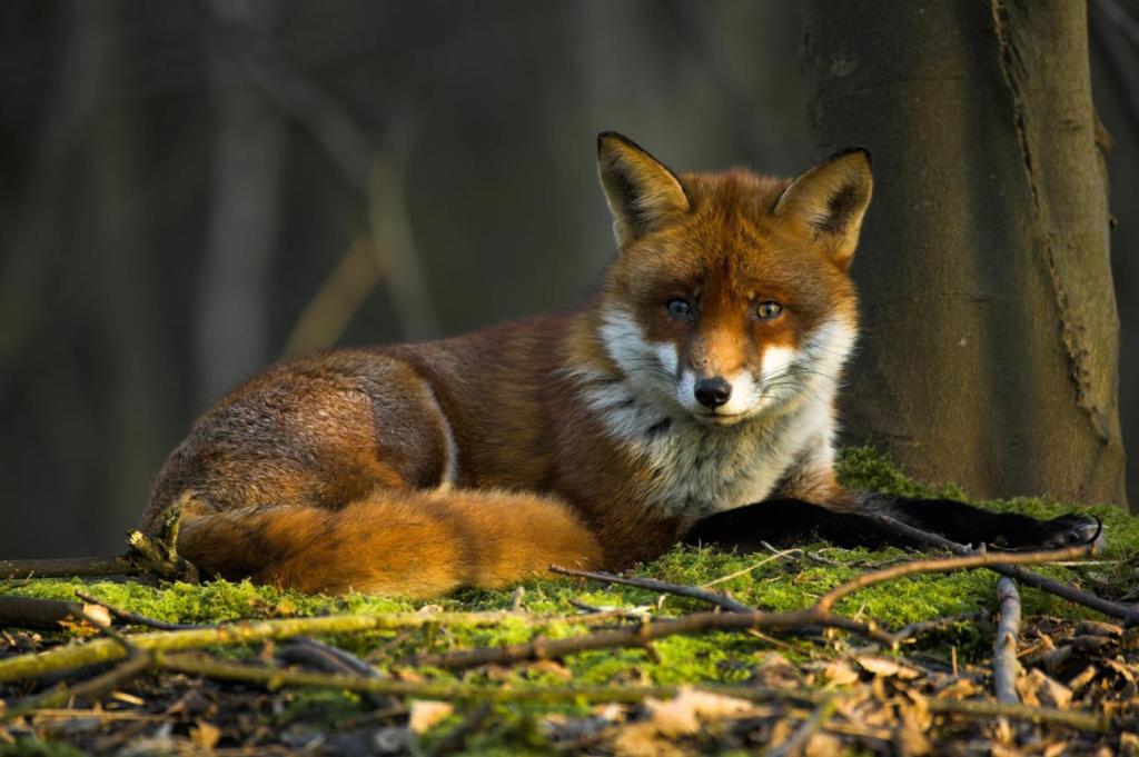 Unit 1- 2.1 Identify a range of woodland flora and fauna for own site, detailing identifying traits for each&nbsp;item.
